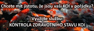 Ujistěte se, že jsou vaši KOI v pořádku! Využijte službu Kontrola zdravotního stavu KOI